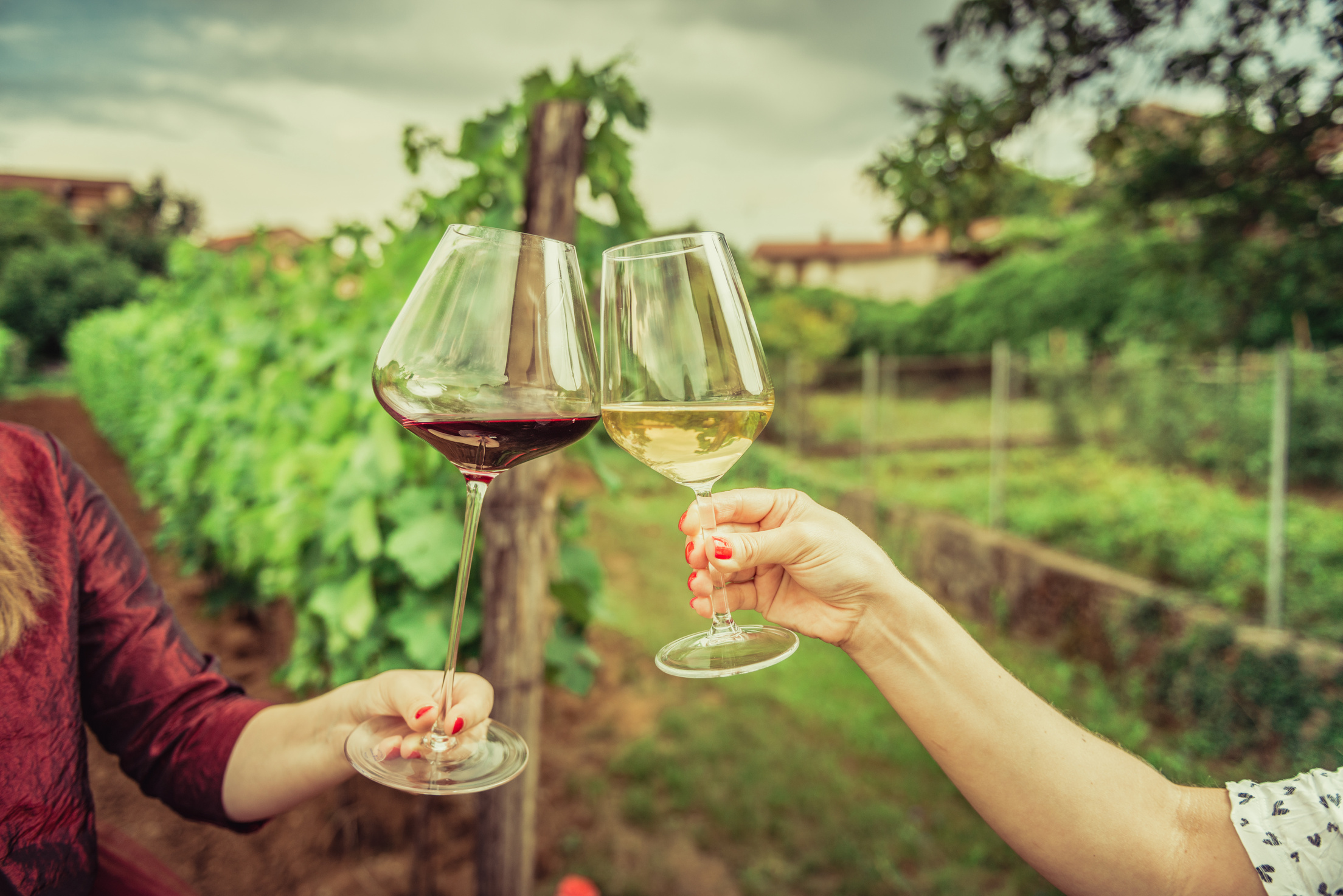 friends tasting wine in vineyard